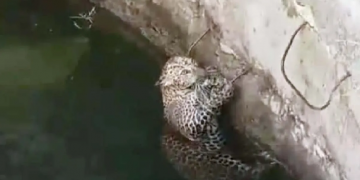 Leopard rescued safely